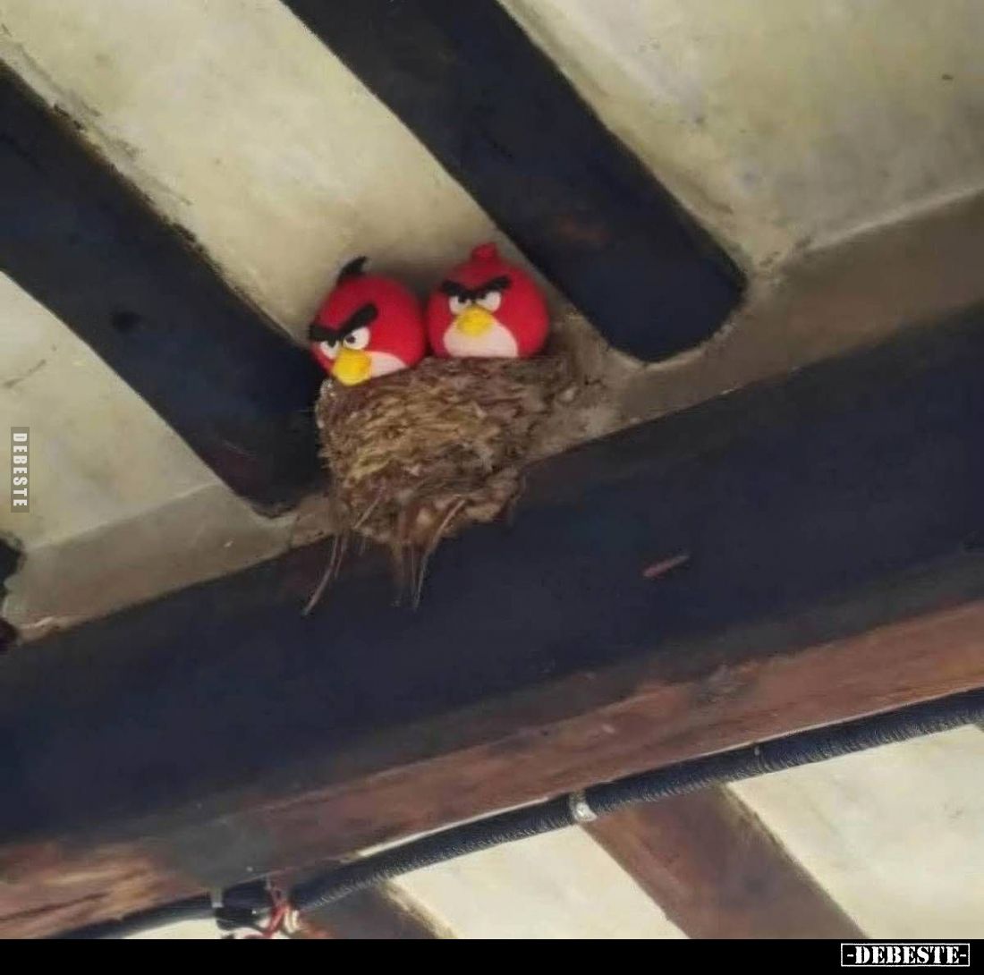  - Lustige Bilder | DEBESTE.de