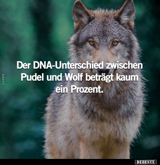 Der DNA-Unterschied zwischen Pudel und Wolf.. - Lustige Bilder | DEBESTE.de