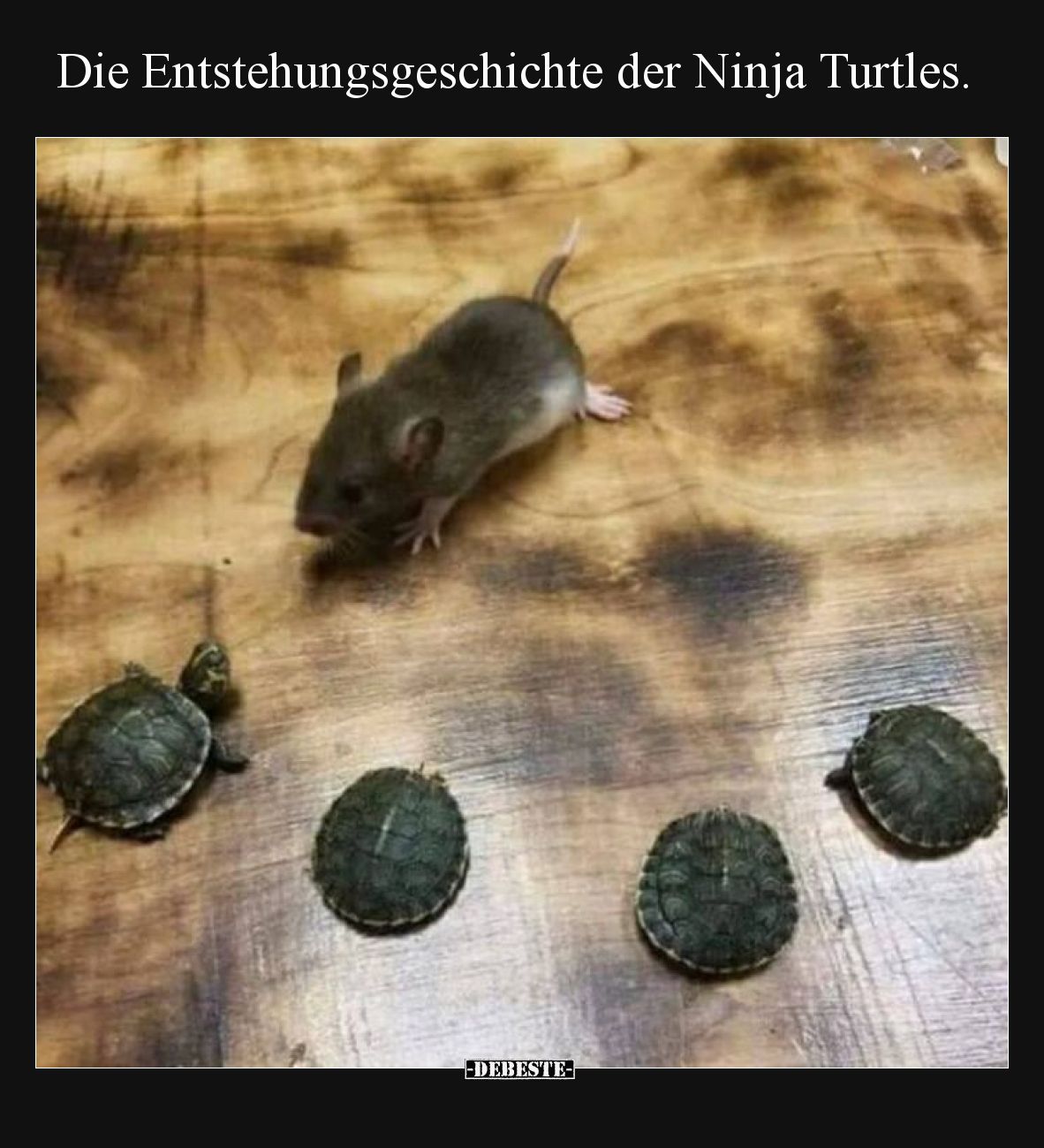 Die Entstehungsgeschichte der Ninja Turtles.