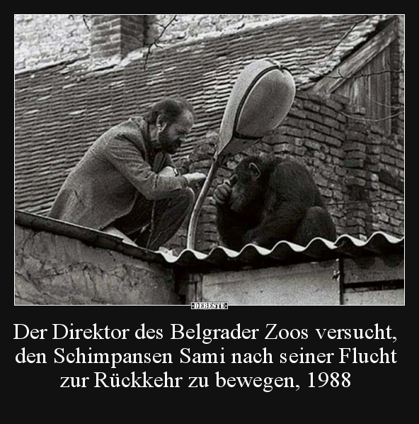 Der Direktor des Belgrader Zoos versucht, den Schimpansen.. - Lustige Bilder | DEBESTE.de