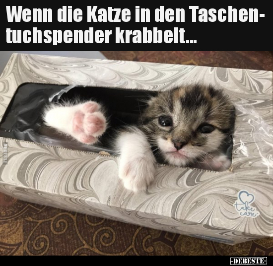 Wenn die Katze in den Taschentuchspender krabbelt... - Lustige Bilder | DEBESTE.de