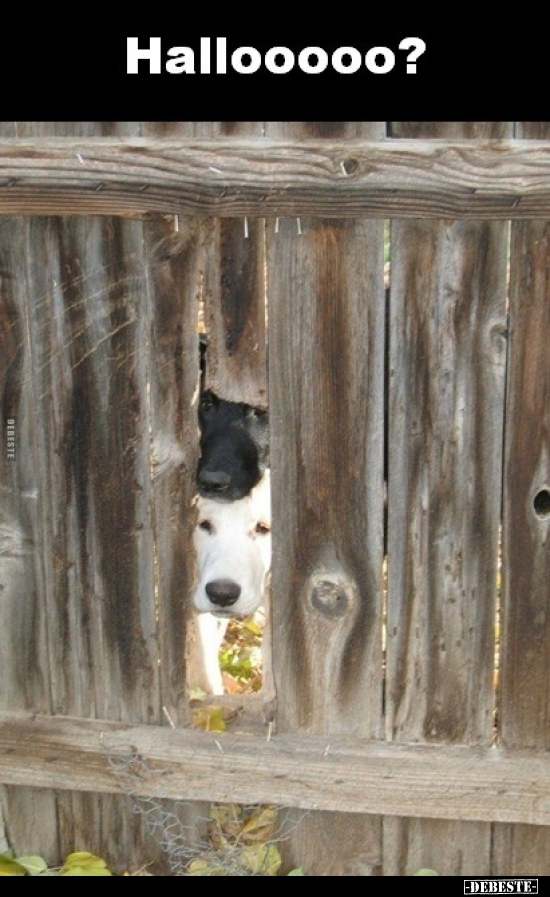 Hallooooo?