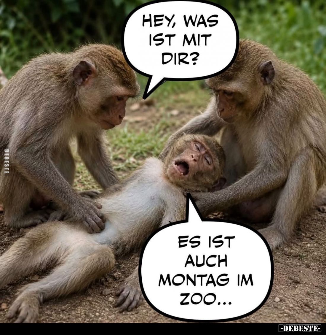 Hey, was ist mit dir? -
Es ist auch Montag im Zoo...