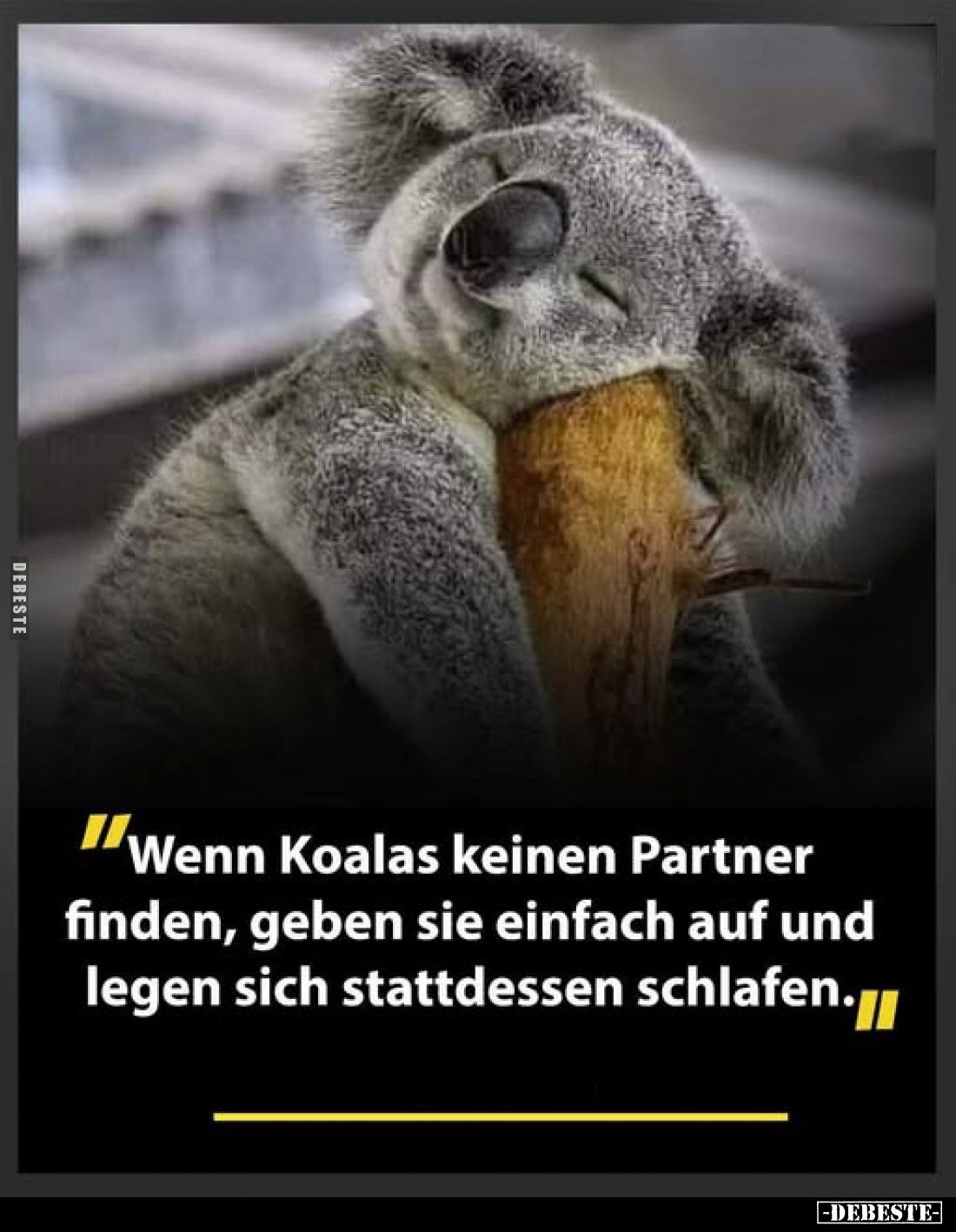 ,,Wenn Koalas keinen Partner finden, geben sie einfach auf und legen sich stattdessen schlafen."