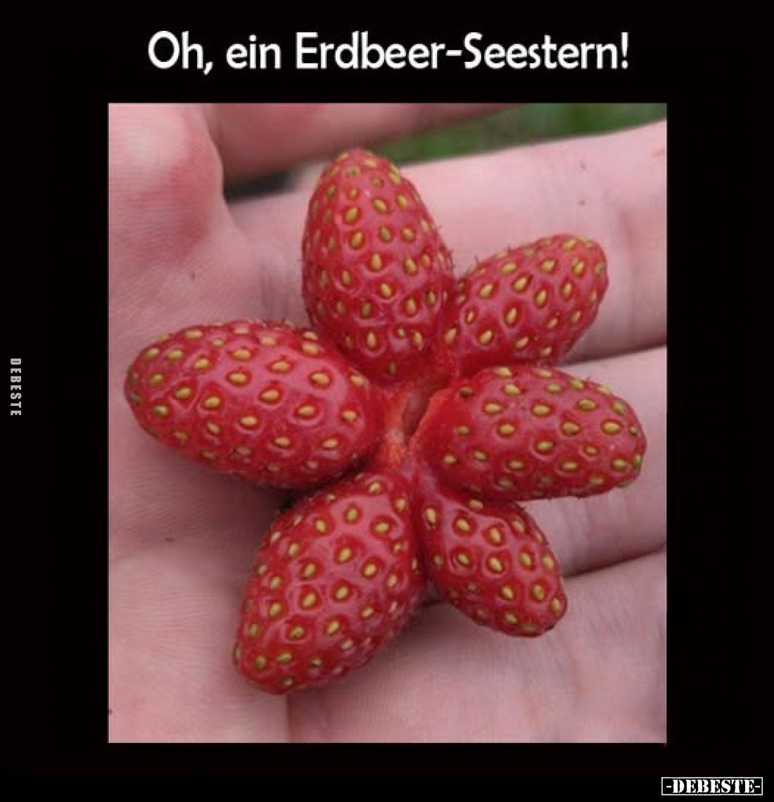 Oh, ein Erdbeer-Seestern!