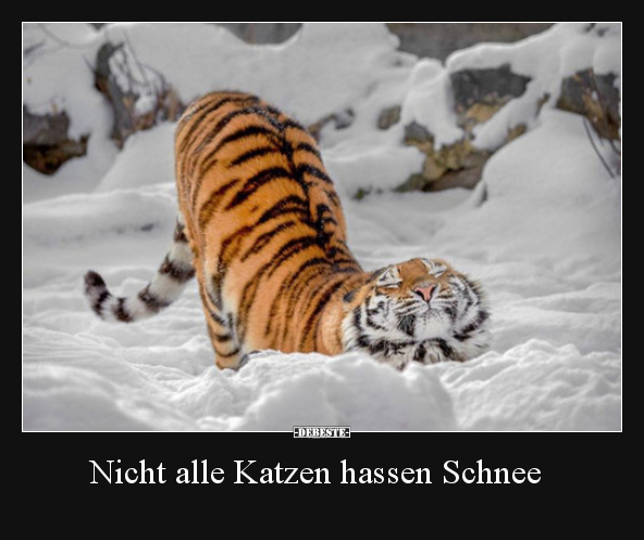 Nicht alle Katzen hassen Schnee.. - Lustige Bilder | DEBESTE.de
