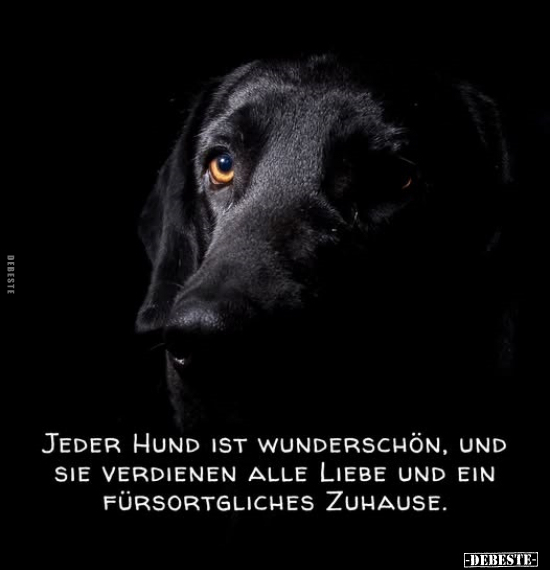 Hund, Liebe, Zuhause