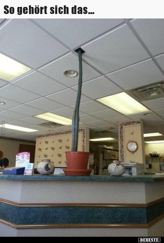 So gehört sich das...