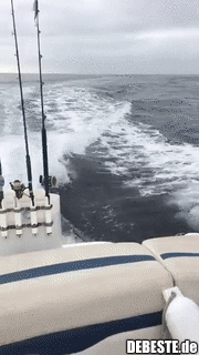 Das sind keine Delphine!