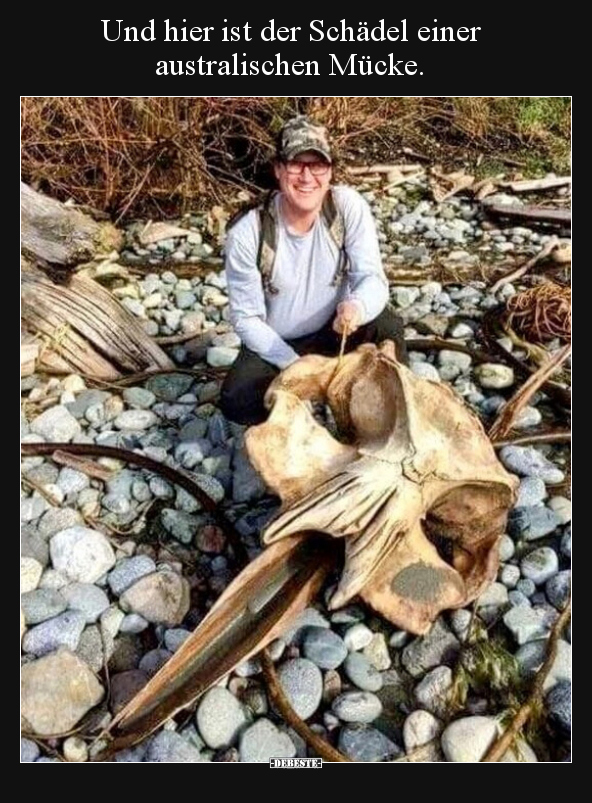 Und hier ist der Schädel einer australischen Mücke.