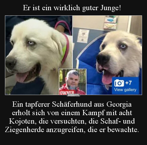 Er ist ein wirklich guter Junge! Ein tapferer Schäferhund.. - Lustige Bilder | DEBESTE.de