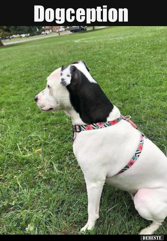 Dogception..