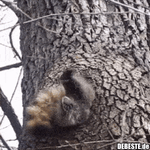 Da steckt jemand im Baum fest...