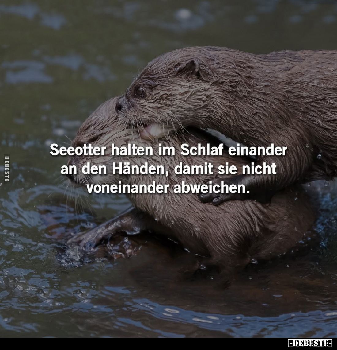 Seeotter halten im Schlaf einander an den Händen... - Lustige Bilder | DEBESTE.de