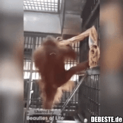Und da soll jemand sagen "dummer Affe".. - Lustige Bilder | DEBESTE.de
