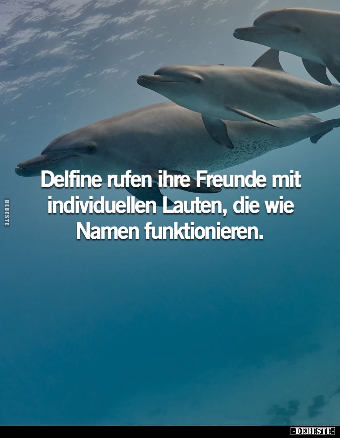 Delfine rufen ihre Freunde mit individuellen Lauten, die wie Namen funktionieren.