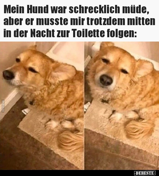Mein Hund war schrecklich müde, aber er musste mir trotzdem..