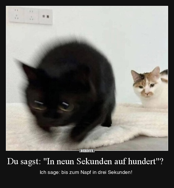 Katzen