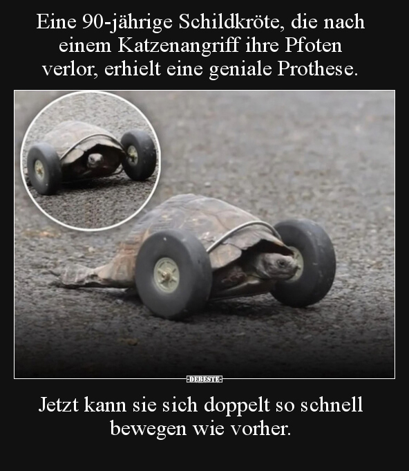 Eine 90-jährige Schildkröte, die nach einem Katzenangriff.. - Lustige Bilder | DEBESTE.de