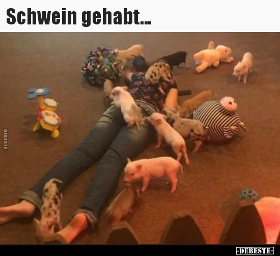 Schwein gehabt...