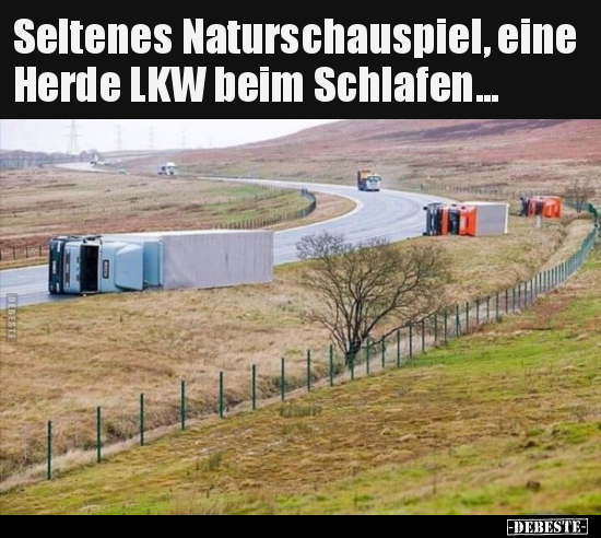 Seltenes Naturschauspiel, eine Herde LKW beim.. - Lustige Bilder | DEBESTE.de