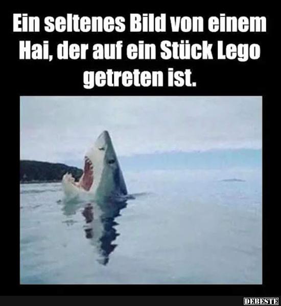 Ein seltenes Bild von einem Hai, der auf ein Stück Lego.. - Lustige Bilder | DEBESTE.de