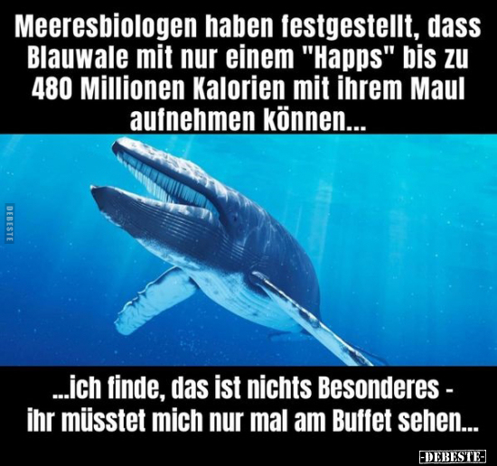 Meeresbiologen haben festgestellt, dass Blauwale mit nur.. - Lustige Bilder | DEBESTE.de