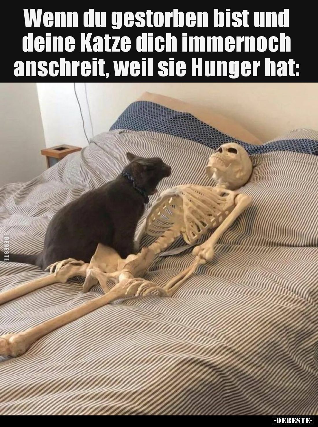 Wenn du gestorben bist und deine Katze dich immernoch anschreit, weil sie Hunger hat: