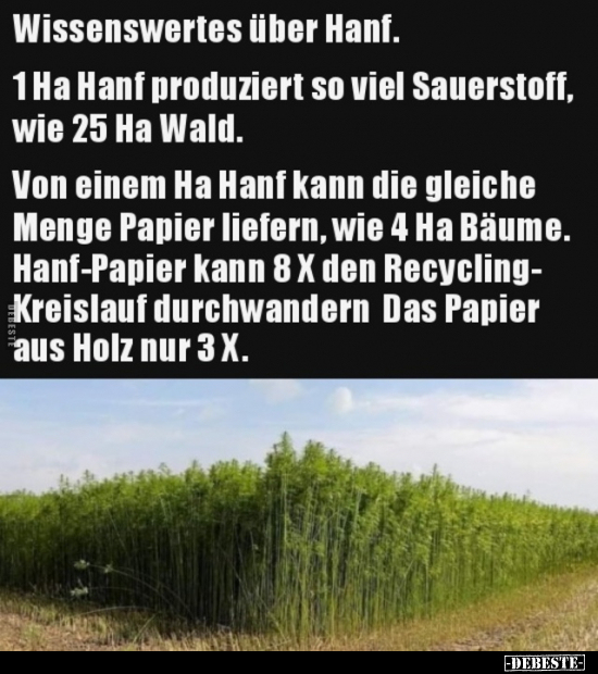 Wissenswertes über Hanf. 1Ha Hanf produziert so viel.. - Lustige Bilder | DEBESTE.de