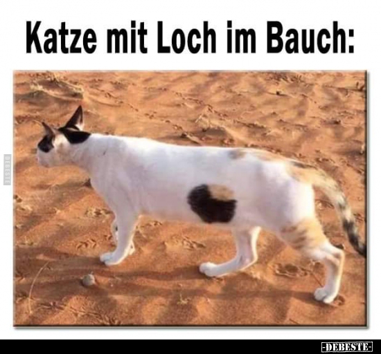 Katze mit Loch im Bauch: - Lustige Bilder | DEBESTE.de