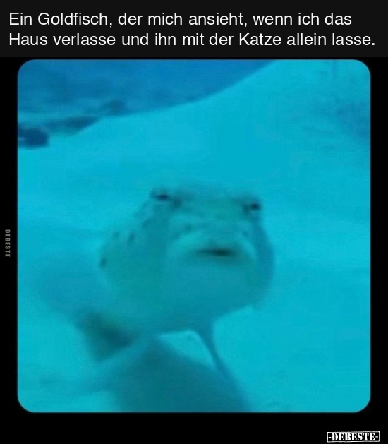 Ein Goldfisch, der mich ansieht, wenn ich das Haus verlasse.. - Lustige Bilder | DEBESTE.de