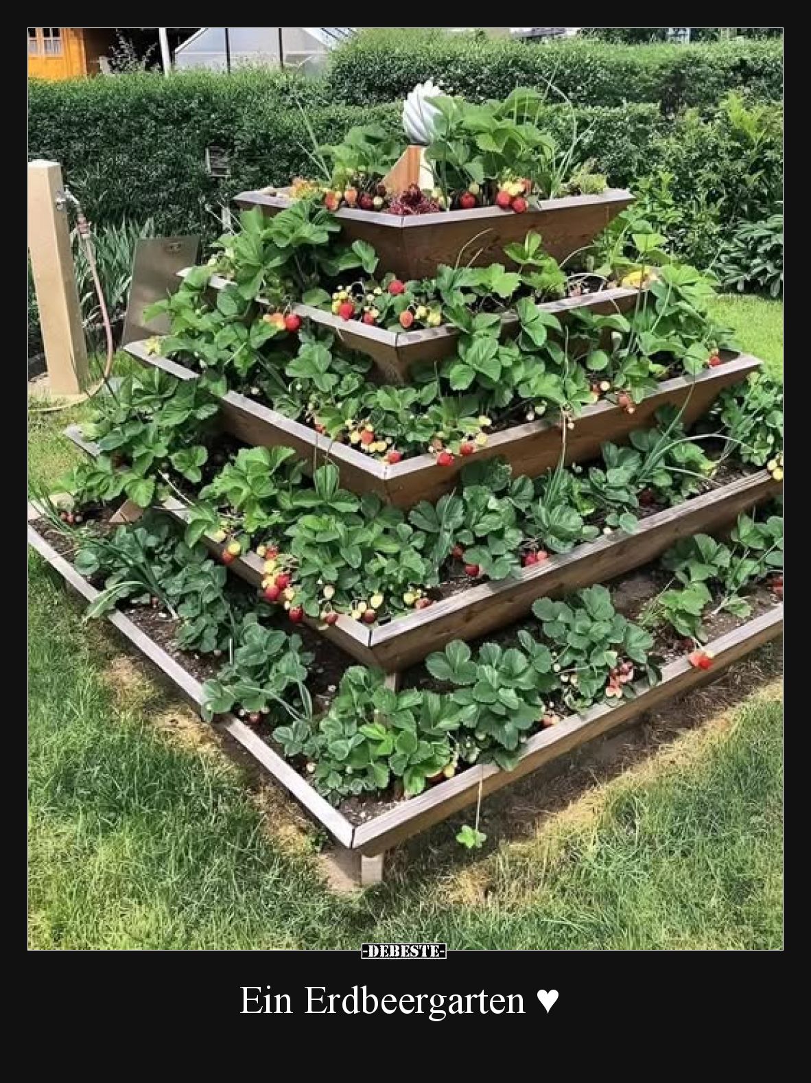 Ein Erdbeergarten.
