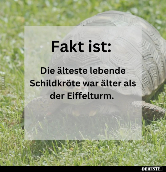 Fakt ist: Die älteste lebende Schildkröte war älter.. - Lustige Bilder | DEBESTE.de