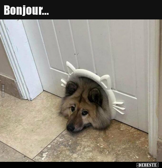 Bonjour... - Lustige Bilder | DEBESTE.de