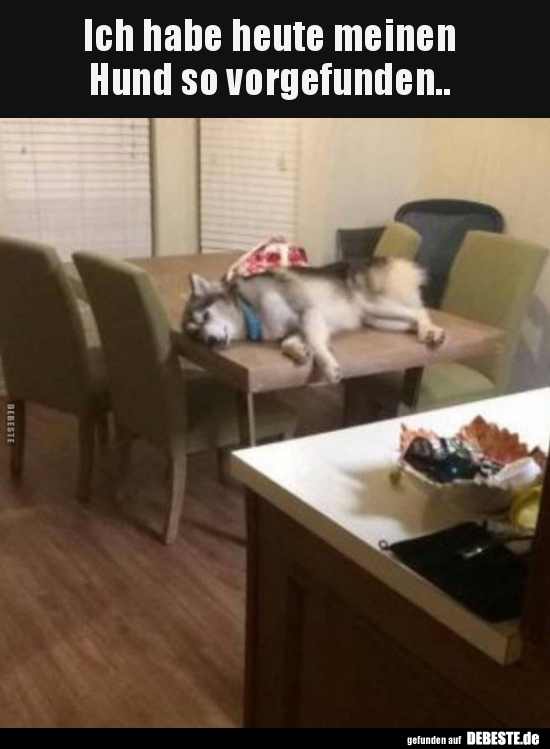 Ich habe heute meinen Hund so vorgefunden..