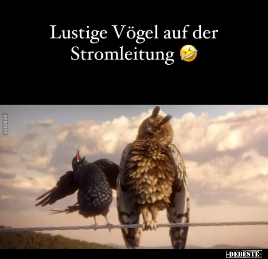 Lustige Vögel auf der Stromleitung... - Lustige Bilder | DEBESTE.de