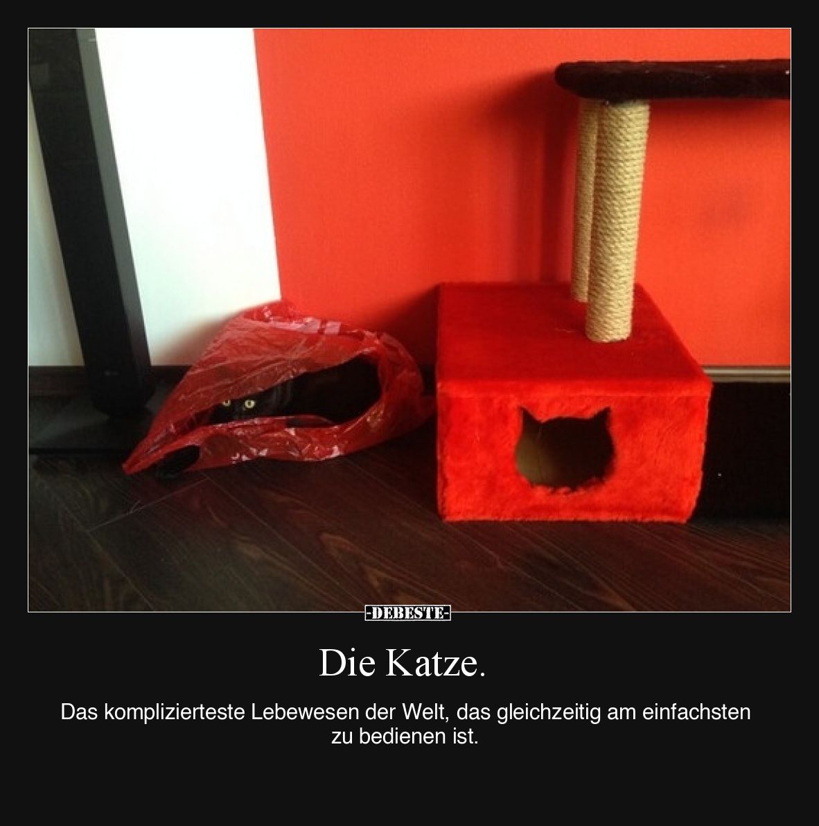 Die Katze.
Das komplizierteste Lebewesen der Welt, das gleichzeitig am einfachsten zu bedienen ist.