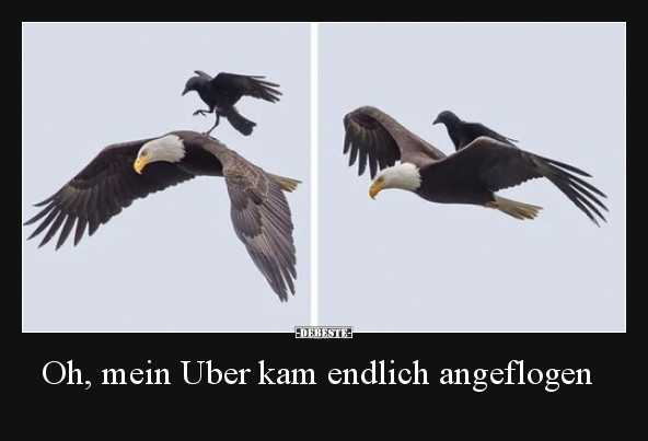 Oh, mein Uber kam endlich angeflogen..