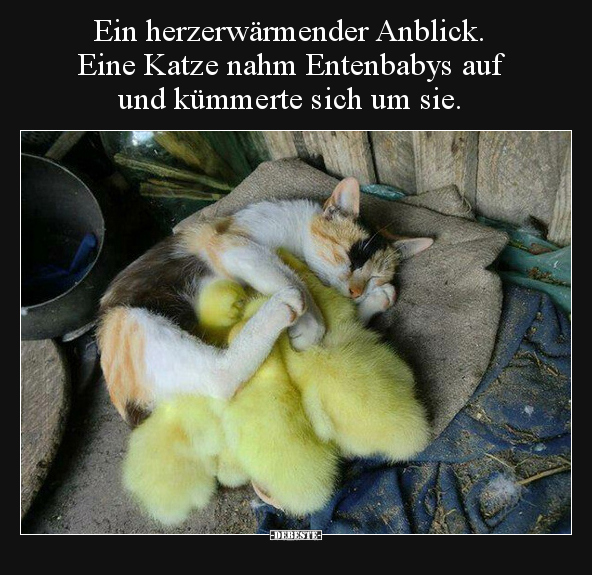 Ein herzerwärmender Anblick. Eine Katze nahm Entenbabys auf.. - Lustige Bilder | DEBESTE.de