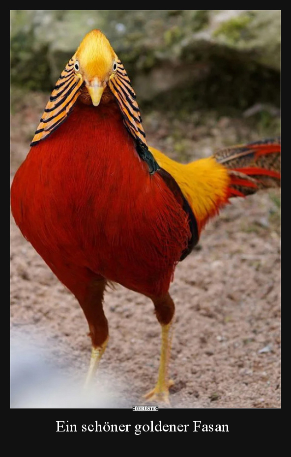 Ein schöner goldener Fasan.. - Lustige Bilder | DEBESTE.de
