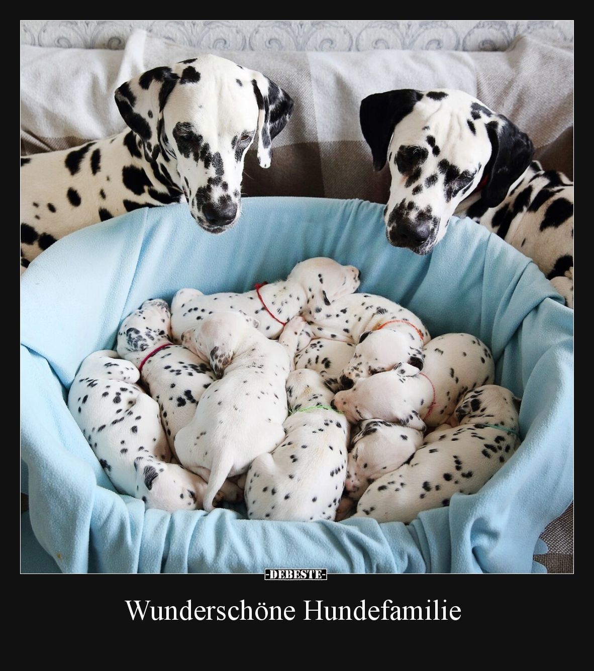Wunderschöne Hundefamilie.. - Lustige Bilder | DEBESTE.de