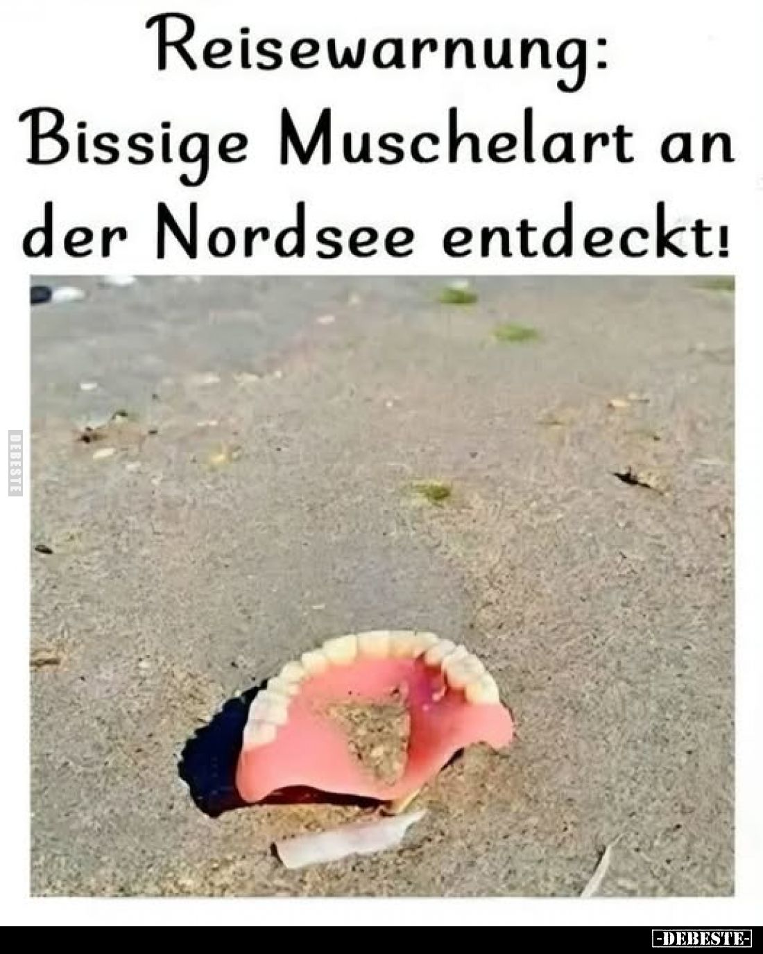 Reisewarnung: Bissige Muschelart an der Nordsee entdeckt!