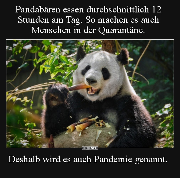 Pandabären essen durchschnittlich 12 Stunden am Tag.. - Lustige Bilder | DEBESTE.de