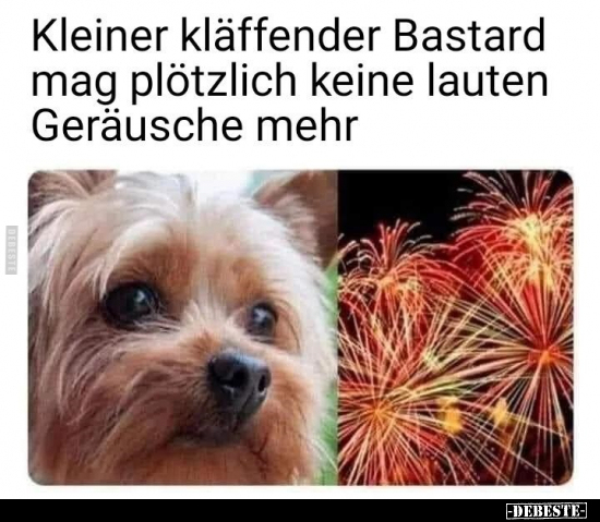 Kleiner kläffender Bastard mag plötzlich keine.. - Lustige Bilder | DEBESTE.de