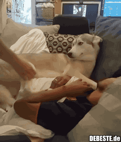 Nimm mich nicht von meinem Menschen weg!