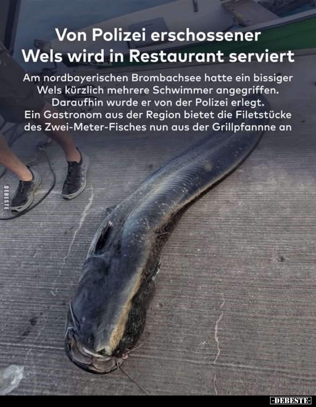Von Polizei erschossener Wels wird in Restaurant serviert.
Am nordbayerischen Brombachsee hatte ein bissiger
Wels kürzlich ...