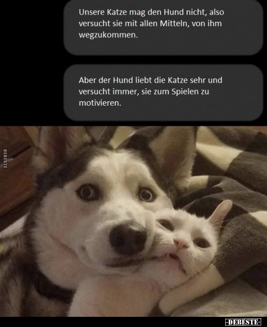Unsere Katze mag den Hund nicht, also versucht sie mit..