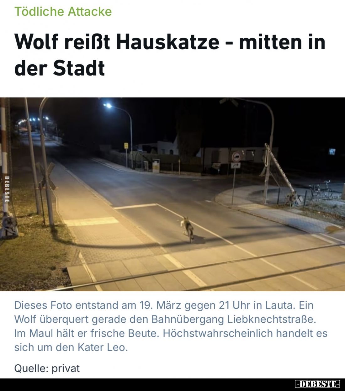 Wolf reißt Hauskatze - mitten in der Stadt