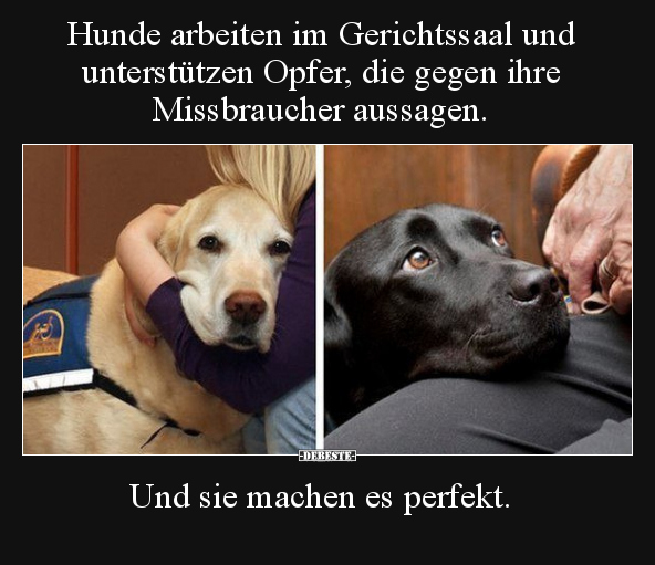 Hunde arbeiten im Gerichtssaal und unterstützen Opfer, die.. - Lustige Bilder | DEBESTE.de