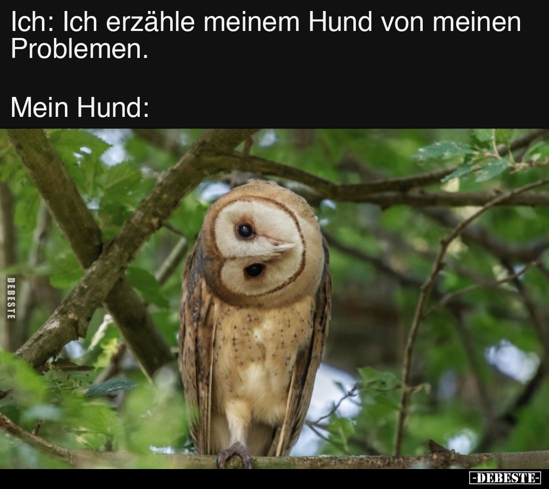 Ich: Ich erzähle meinem Hund von meinen Problemen.

Mein Hund: